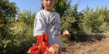 Ab Tescilli Suruç Narında Hasat Dönemi Başladı