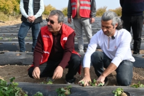 Malatya’da Çilek Yetiştiriciliğinde Hibe Destekli Proje Başladı