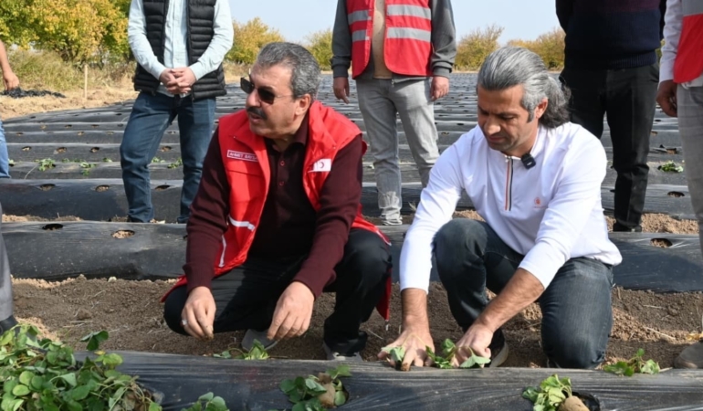 Malatya’da Çilek Yetiştiriciliğinde Hibe Destekli Proje Başladı