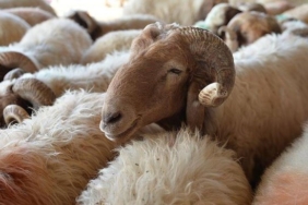 KURBAN FİYATLARI 2025 | Küçükbaş, büyükbaş kurbanlık fiyatları ne kadar?