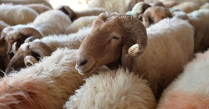 KURBAN FİYATLARI 2025 | Küçükbaş, büyükbaş kurbanlık fiyatları ne kadar?