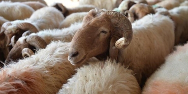 KURBAN FİYATLARI 2025 | Küçükbaş, büyükbaş kurbanlık fiyatları ne kadar?