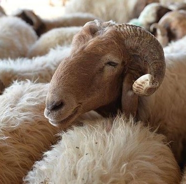 KURBAN FİYATLARI 2025 | Küçükbaş, büyükbaş kurbanlık fiyatları ne kadar?