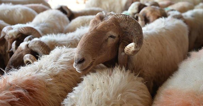 KURBAN FİYATLARI 2025 | Küçükbaş, büyükbaş kurbanlık fiyatları ne kadar?