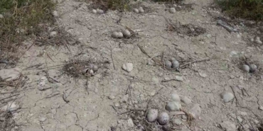 Adıyaman’daki Martı Adası’nda Kuluçka Dönemi Yaşanıyor