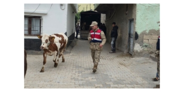 Arazide Kaybolan Hayvanları Jandarma Buldu