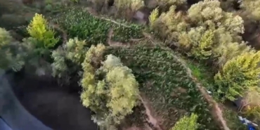 Diyarbakır’da 1 Milyon 428 Bin Kök Uyuşturucu Bitkisi Ele Geçirildi