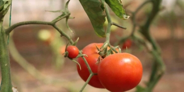 Şanlıurfa’da Sebzeler Hem Sofraya Hem De Ekonomiye Katkı Sağlıyor
