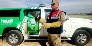 Şanlıurfa’da Yaralı Kızıl Şahin Tedavi Altına Alındı