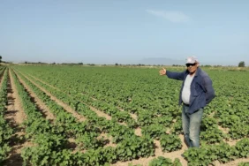 Araban Ovası’nda Pamuk Ekimi Başladı