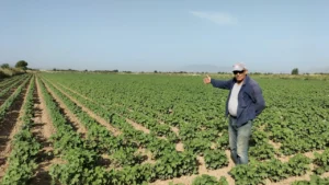 Araban Ovası’nda Pamuk Ekimi Başladı