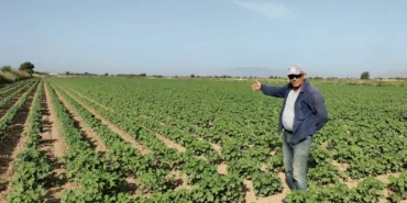 Araban Ovası’nda Pamuk Ekimi Başladı