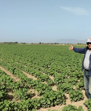 Araban Ovası’nda Pamuk Ekimi Başladı