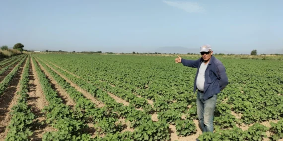 Araban Ovası’nda Pamuk Ekimi Başladı