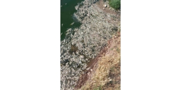 Araban Karasu Çayı’ndaki Balık Ölümleriyle İlgili İnceleme Başlatıldı