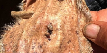 Arabanlı Veteriner Hekim’den Kene Uyarısı