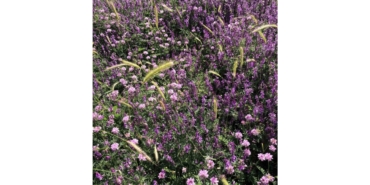 Arapgir Kırsalında Renk Cümbüşü