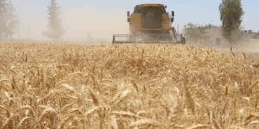 Belediyede Hasat Zamanı