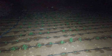 Diyarbakır’da Kenevir Tarlasını Damlama Sistemiyle Suladılar