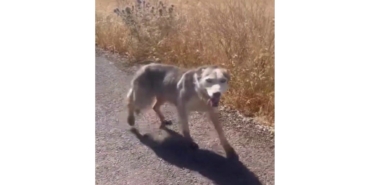 Diyarbakır’da Melez Kurdu Evcil Köpek Çağırır Gibi Çağırdılar