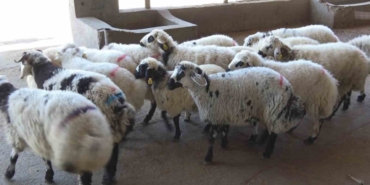 Diyarbakırlı Kasaptan "kasaplık Belgesi Olmayan Bıçağı Alıp Çıkmasın" Uyarısı