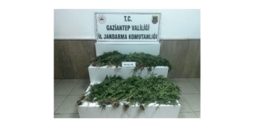 Gaziantep’te 403 Kök Kenevir Ele Geçirildi: 14 Gözaltı
