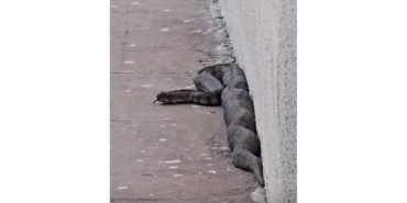 Gaziantep’te Site Bahçesinde Yılan Paniği