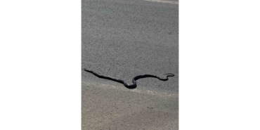 Karayılan Yoğun Trafiğin Arasında Telef Oldu