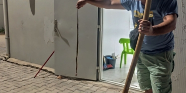 Konteynere Giren Yılan Paniğe Neden Oldu