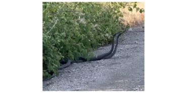 Malatya’da Yılanların Çiftleşme Dansı Kameraya Yansıdı