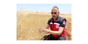 Müdür Akkan Çörek Otu Hasadına Katıldı