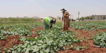 Şanlıurfa’da Ata Tohumu Hasadı Gerçekleştirildi