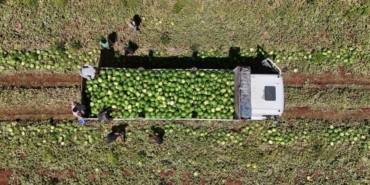 Diyarbakır Karpuzunda Hasat Devam Ediyor: Tarlada Kilosu 1-2 Lira