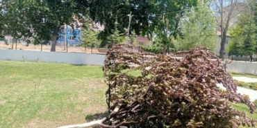 Gölbaşı’nda Ağaç Kökünden Söküldü