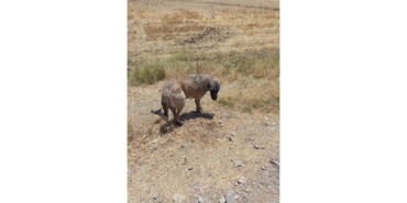 İtfaiye Ekipleri Kanala Düşen Köpeği Kurtardı