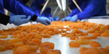 Kuru Kayısı Dış Ticaretinde Düşüş Sürüyor