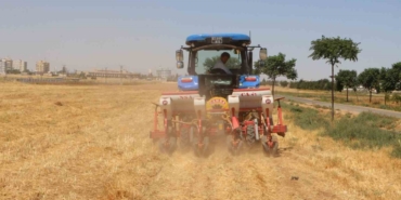 Şanlıurfa’da Anıza Doğrudan Mısır Ekildi