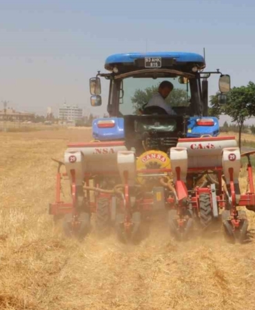 Şanlıurfa’da Anıza Doğrudan Mısır Ekildi