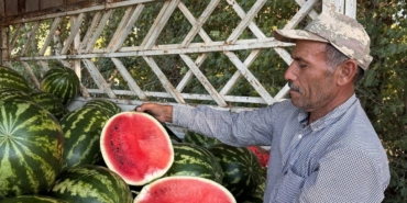 Suruç Ovası’nda Yerli Karpuzun İlk Hasadı Buruk Başladı
