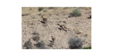 Dağ Keçileri Yerleşim Alanına Kadar Geldi