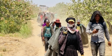 Fiyatı Yüzde 500 Artan Fıstığın Üreticisinden Baklavacılara Çağrı