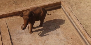 Gaziantep Doğal Yaşam Parkı’nın Tüp Bebek Fili Gabi’ye Asyalı Eş