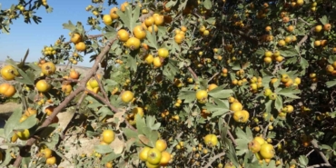 Malatya’da Şifa Deposu Alıçta Hasat Zamanı