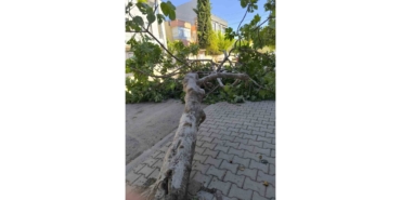 Rüzgara Dayanamayan Ağaç Devrildi