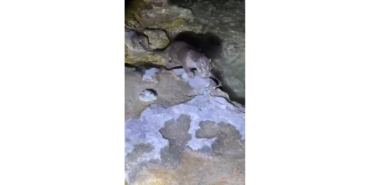 Halfeti’de Su Samuru Görüldü