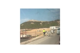 Kazaya Davetiye Çıkaran Eşeğe Polis Müdahale Etti