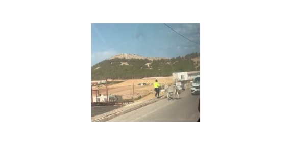 Kazaya Davetiye Çıkaran Eşeğe Polis Müdahale Etti