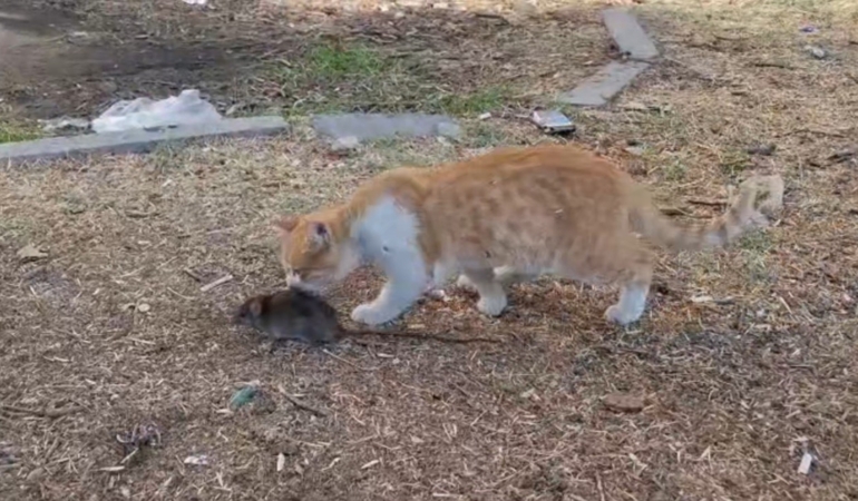 Kedi İle Farenin Dostluğu Şaşırttı