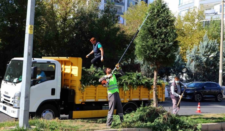 Kent Genelinde Ağaç Budama Çalışmaları Başladı
