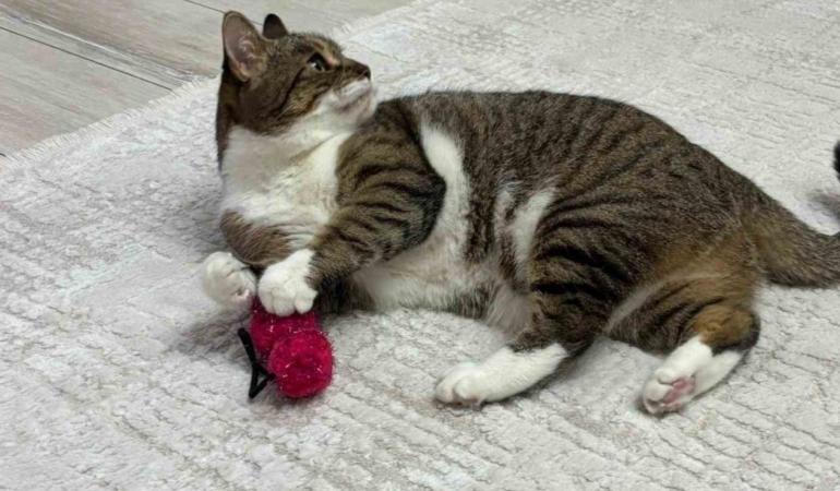 Uzmandan Evcil Hayvanlarda Aşı Uyarısı